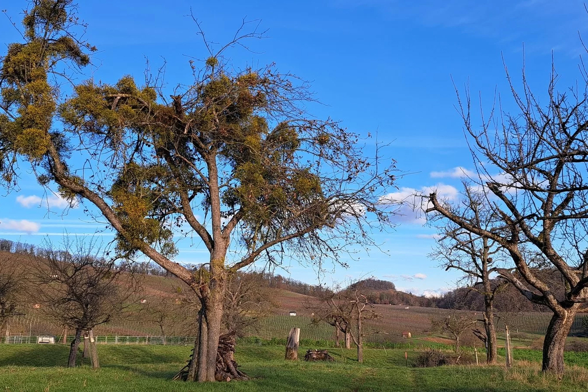 Apfelbaum mit starkem Mistelbefall. Bild: Hochschule für Technik Stuttgart